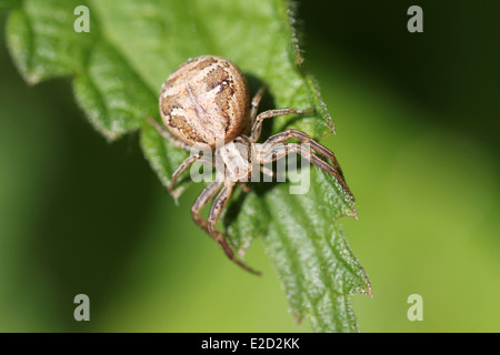 Araignée crabe Xysticus ulmi Banque D'Images