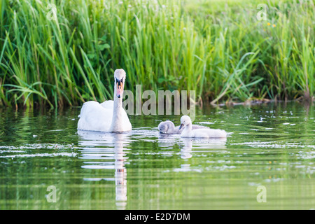 Swan nager dans le canal avec deux alimentation Cygnets Banque D'Images