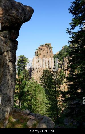France Corse du Sud Alta Rocca randonnées dans le massif de Bavella à la Punta Velacu Banque D'Images