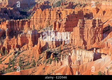 United States Utah Colorado Plateau Parc National de Bryce Canyon à l'intérieur de cheminées de Bryce Canyon amphitheater au lever du soleil Banque D'Images