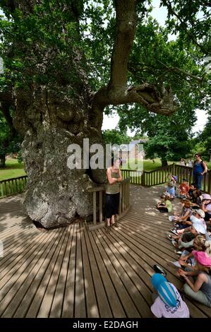 Forêt de Brocéliande Morbihan France Guillotin's Oak est un chêne creux plus de 1000 ans un guide et les étudiants lors d'un voyage scolaire Banque D'Images