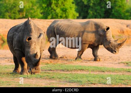 Swaziland district de Lubombo Hlane Royal National Park rhinocéros blanc ou square-lipped rhinoceros (Ceratotherium simum) Banque D'Images