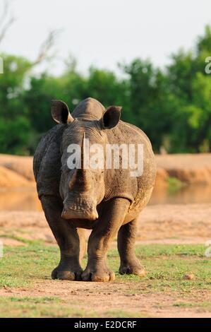 Swaziland district de Lubombo Hlane Royal National Park rhinocéros blanc ou square-lipped rhinoceros (Ceratotherium simum) Banque D'Images