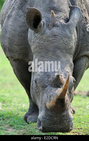 Swaziland district de Lubombo Hlane Royal National Park rhinocéros blanc ou square-lipped rhinoceros (Ceratotherium simum) Banque D'Images