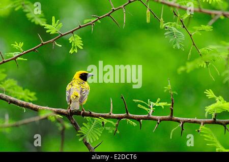 Swaziland district de Lubombo Hlane Royal National Park weaver bird Banque D'Images