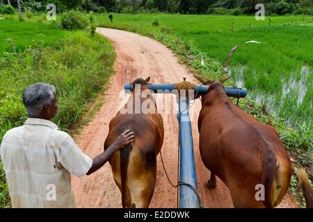 Sri Lanka Province du Centre-nord Polonnaruwa Giritale District l'homme et son faisceau électrique de zébus dans les rizières Banque D'Images