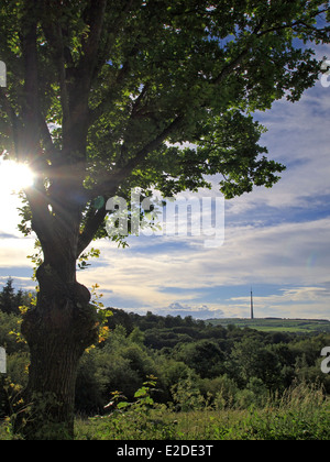 Le soleil brille à travers un arbre, avec une vue lointaine d'Emley Moor'émetteur de télévision dans le West Yorkshire Banque D'Images