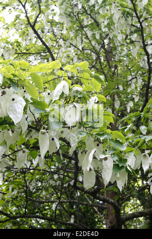 DAVIDIA INVOLUCRATA. DOVE TREE. Arbre généalogique de mouchoir. GHOST ARBRE. UK. Banque D'Images