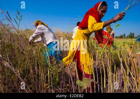 Inde Rajasthan Kumbalgarh femmes travaillant dans les champs Banque D'Images