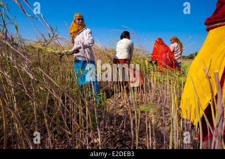 Inde Rajasthan Kumbalgarh femmes travaillant dans les champs Banque D'Images