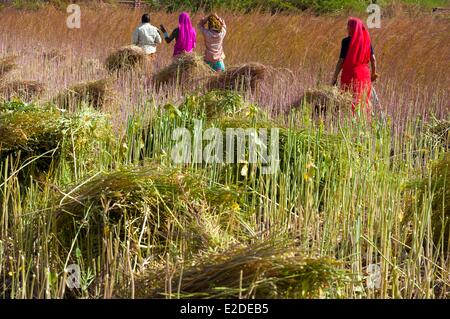 Inde Rajasthan Kumbalgarh femmes travaillant dans les champs Banque D'Images