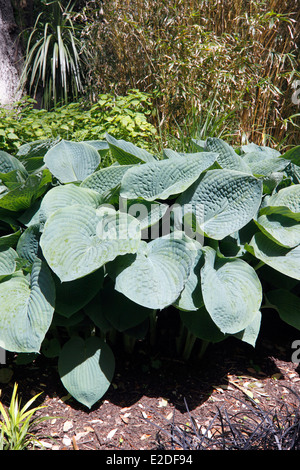 HOSTA SIEBOLDIANA ELEGANS. PLANTAIN. UK. Banque D'Images