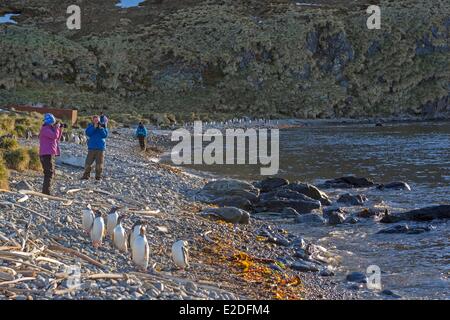 L'île de Géorgie du Sud, Antarctique, Godthul, Gentoo pingouin (Pygoscelis papua papua) Banque D'Images