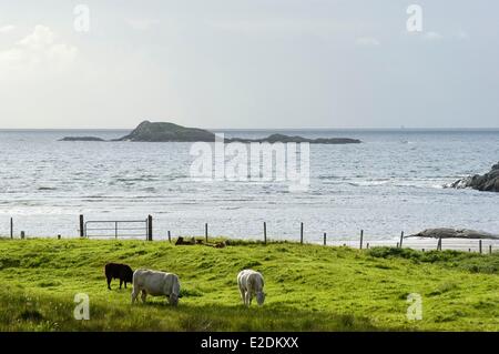 Comté de Galway Irlande Clifden Connemara salon décor du Sky Road trois vaches dans un pré au bord de la mer Banque D'Images