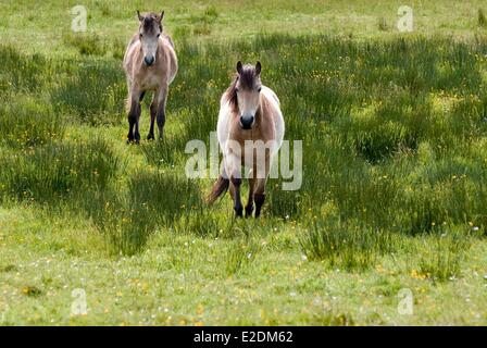 Irlande Galway Connemara Comté de deux chevaux sur la lande Banque D'Images