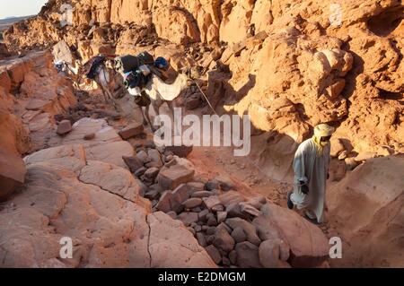 Le sud du Tchad Sahara Ennedi Orogo camelherder toubou passage massif dans le détroit menant au plateau Banque D'Images