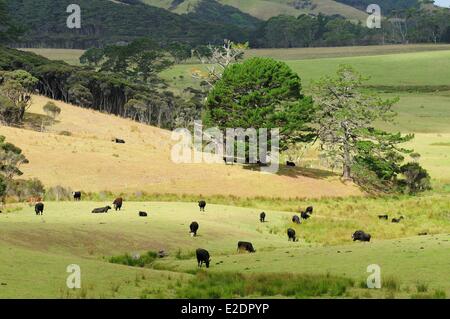 New Zealand North Island la presqu'Aupori dans la région de Northland Banque D'Images