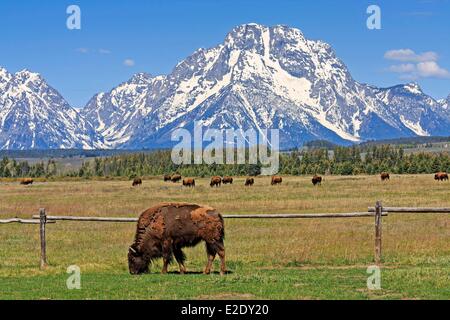 États-unis Wyoming Grand Teton National Park le pâturage des bisons en face du Mont Moran Banque D'Images