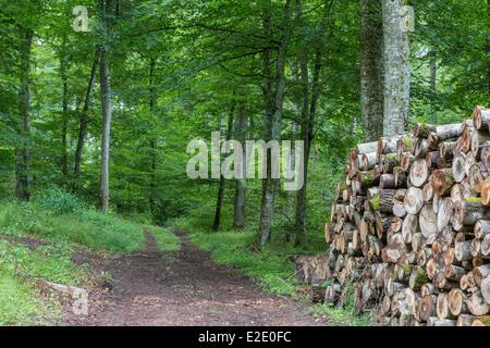 France Allier Bourbonnais Saint-Bonnet-Troncais Troncais forest Banque D'Images