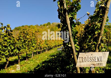 France Doubs Vuillafans vendanges raisin bord Trousseau Banque D'Images