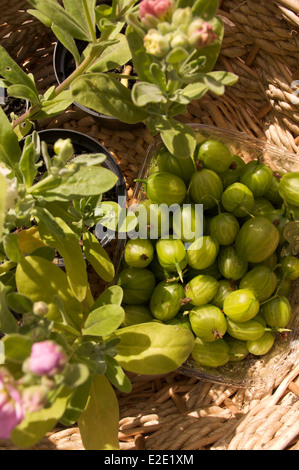 Un de Punnett et groseilles fraîches trois stocks en fleurs dans un panier sur une table en bois au soleil. Banque D'Images