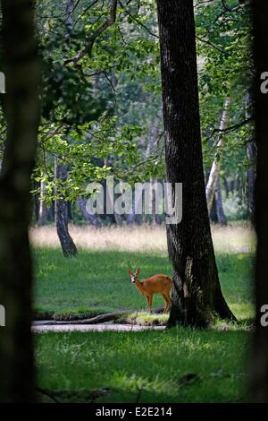 France Yvelines (78) cerf Espace Rambouillet Rambouillet Banque D'Images