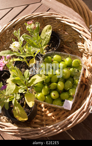 Un de Punnett et groseilles fraîches trois stocks en fleurs dans un panier, sur une table en bois au soleil. Banque D'Images