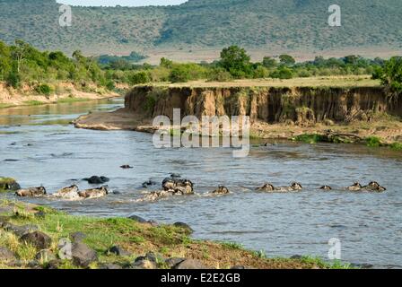 Kenya Masai Mara National Reserve troupeau de gnous bleus (chat) gnu (Connochaetes taurinus) Mara river crossing Banque D'Images