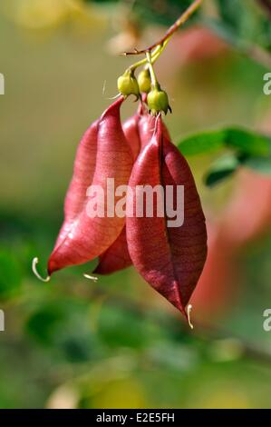 La France, Haut Rhin, Soultzmatt, colline calcaire, Colutea arborescens Banque D'Images