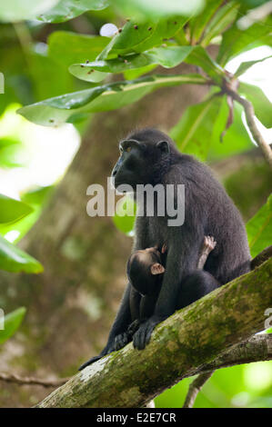 La réserve naturelle de Tangkoko et Parc National, Tangkoko, Sulawesi, Indonésie. 10 mars, 2014. La jeune mère, a photographié un couple de semaines avant que le bébé est mort, son bébé de soins infirmiers. Le cormoran à Sulawesi macaque noir est classé comme En danger critique d'extinction par l'UICN (Union internationale pour la conservation de la nature et des Ressources naturelles) en raison de la chasse et de la perte d'habitat. La réserve naturelle de Tangkoko et parc national est la principale place forte pour le reste de la population. Pour l'article complet e-news@alamy.com © Andrew Walmsley/Alamy dispose d' Banque D'Images