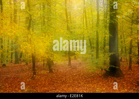 Forêt aux couleurs de l'automne et double exposition. Banque D'Images