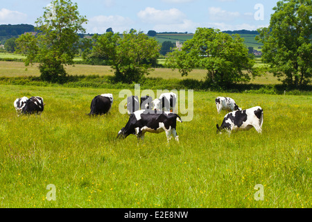 Le pâturage des vaches noir et blanc sur les Cotswolds terrain sur une chaude journée d'été. Banque D'Images