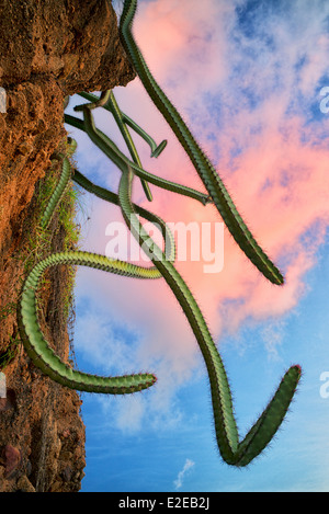 Cactus qui poussent sur la colline. Punta Mita, Mexique Banque D'Images