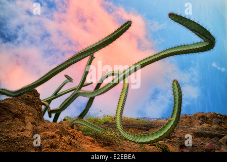 Cactus qui poussent sur la colline. Punta Mita, Mexique Banque D'Images