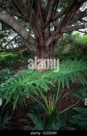 Figuier blanc (Higuera blanca, avec split leaf philodendron. Punta Mita, au Mexique. Banque D'Images