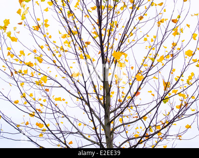 Érable avec juste quelques feuilles de l'automne. Wilsonville, Oregon Banque D'Images