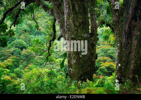 Tulipiers africains comme vu à travers des arbres sur la route vers Hana. Maui, Hawaii Banque D'Images