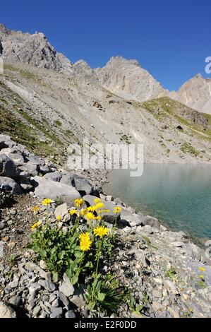 France, Hautes Alpes, près de Ceillac, le lac Sainte Anne (2415 m), parc naturel régional du Queyras Banque D'Images