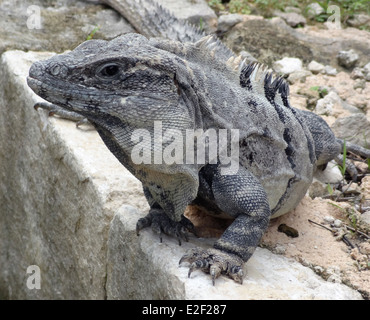 Portrait d'un grand lézard gris reposant sur rock formation au Mexique Banque D'Images