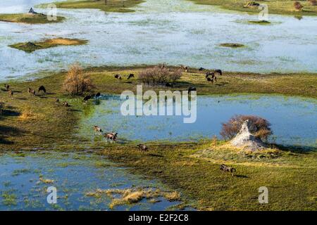 Le Botswana, Moremi, Okavango delta, le Gnou bleu (Connochaetes taurinus) (vue aérienne) Banque D'Images