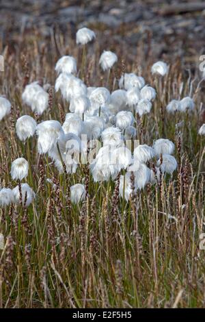 La Russie, la Tchoukotka, district autonome de l'île Wrangel, village douteux, de l'Arctique des linaigrettes (Eriophorum scheuchzeri) Banque D'Images