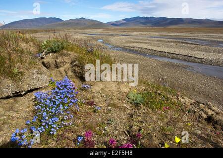 La Russie district autonome de Tchoukotka, village de l'île Wrangel douteux douteux et la rivière Kamtchatka eritrichium toundra avec Banque D'Images