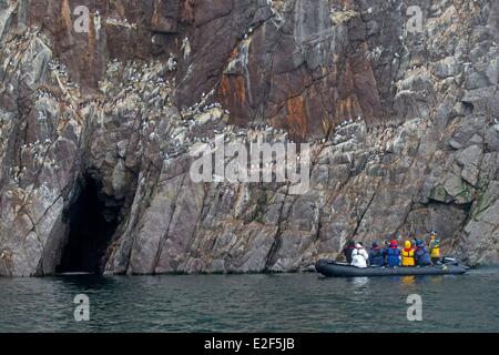 La Russie la Tchoukotka, district autonome des Heraldl island,(à côté de l'île Wrangel) colonie d'oiseaux marins nichant dans les falaises . Black Banque D'Images