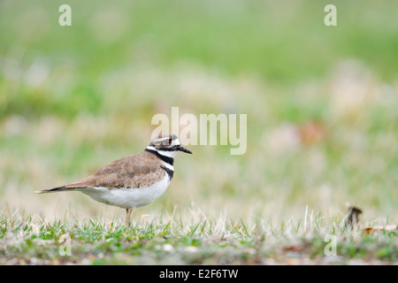 La quête de Killdeer sur un rivage herbeux Banque D'Images