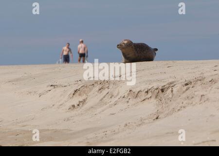 France, Picardie, Baie de Somme, le phoque échoué sur la plage avec deux hommes jouant au tennis à proximité Banque D'Images