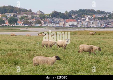 France, Picardie, Baie de Somme, les moutons des marais salés de la baie de Somme, Saint Valery sur somme dans l'arrière-plan Banque D'Images