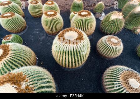 Espagne, Canaries, Lanzarote, l'île de San Juan, le jardin de cactus conçu par Cesar Manrique Banque D'Images