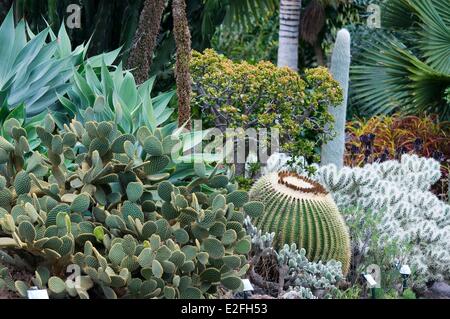 Espagne, Canaries, Gran Canaria, Las Palmas, jardin Marquesa Arucas, jardin de cactus
