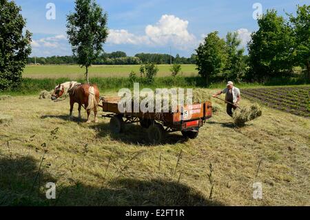 France Bas Rhin le Ried Muttersholtz farmer ramassant le foin Banque D'Images