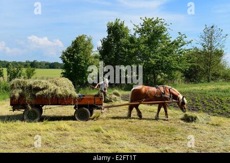 France Bas Rhin le Ried Muttersholtz farmer ramassant le foin Banque D'Images